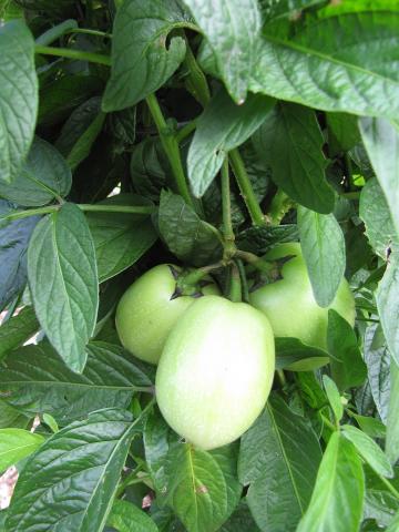 1024px-Starr-100508-6092-Solanum_muricatum-green_fruit-Olinda-Maui_(24742316330).jpg